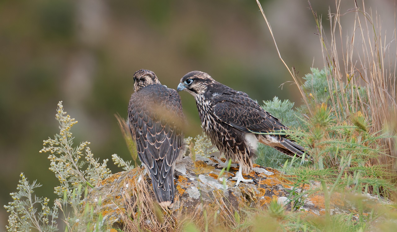 Five long months of Bonelli's Eagle protection camp operati - Bild 2